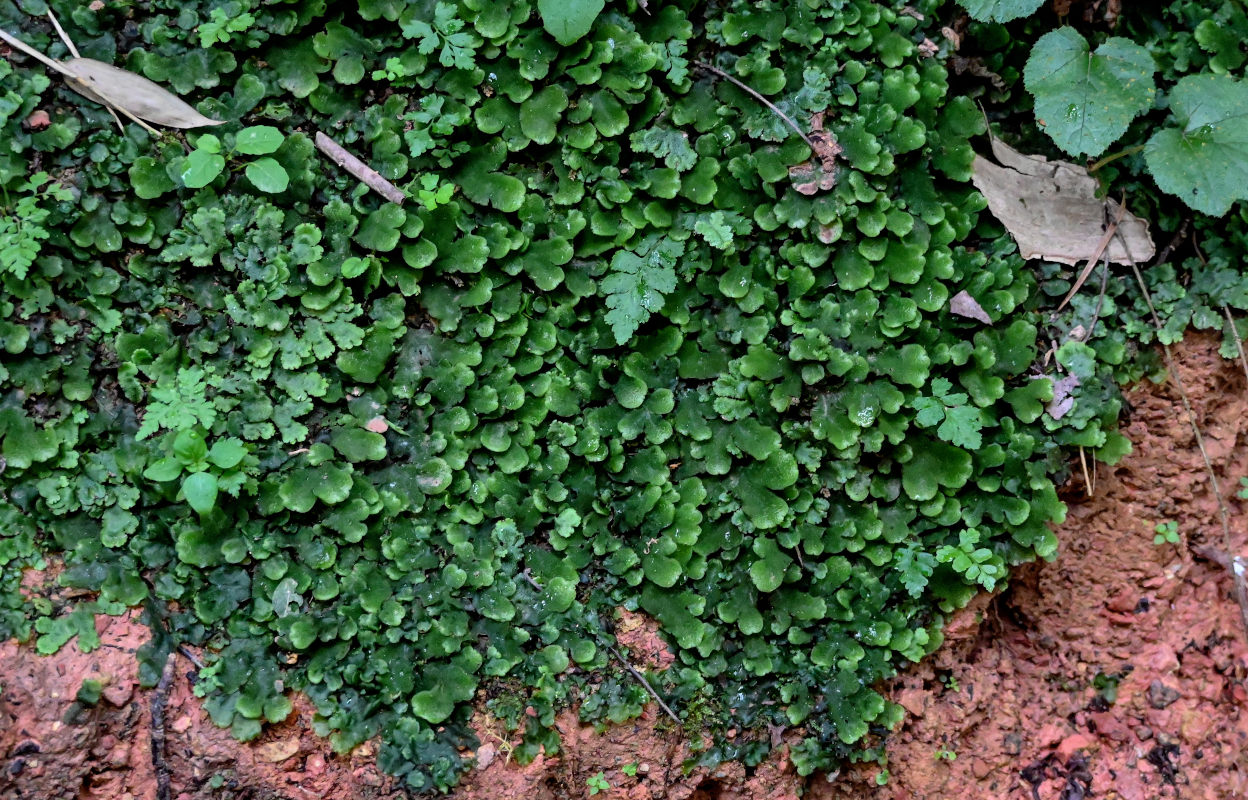 Изображение особи род Marchantia.