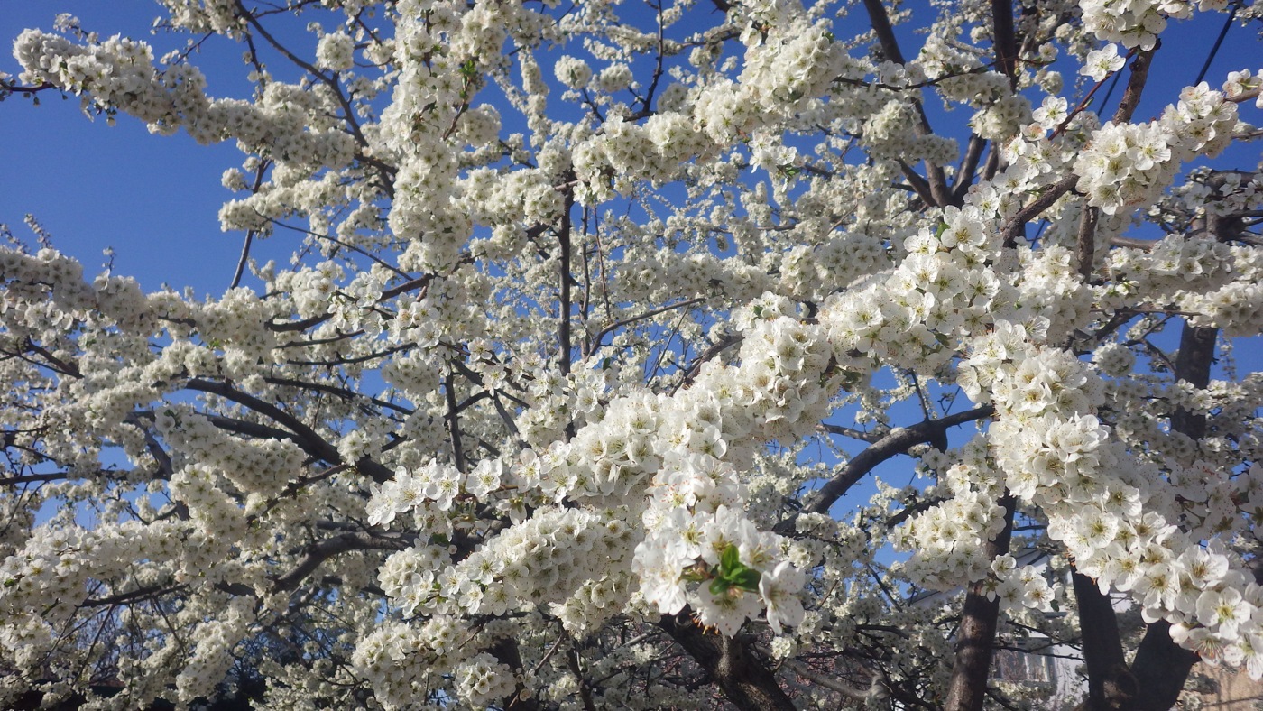 Image of genus Prunus specimen.