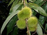 Смотреть изображение Castanea sativa