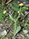 Смотреть изображение Ranunculus paucidentatus