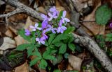 View full-size image Cardamine quinquefolia