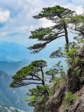 View full-size image Pinus taiwanensis