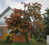 Смотреть изображение Sorbus aucuparia