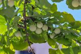 Смотреть изображение Ginkgo biloba