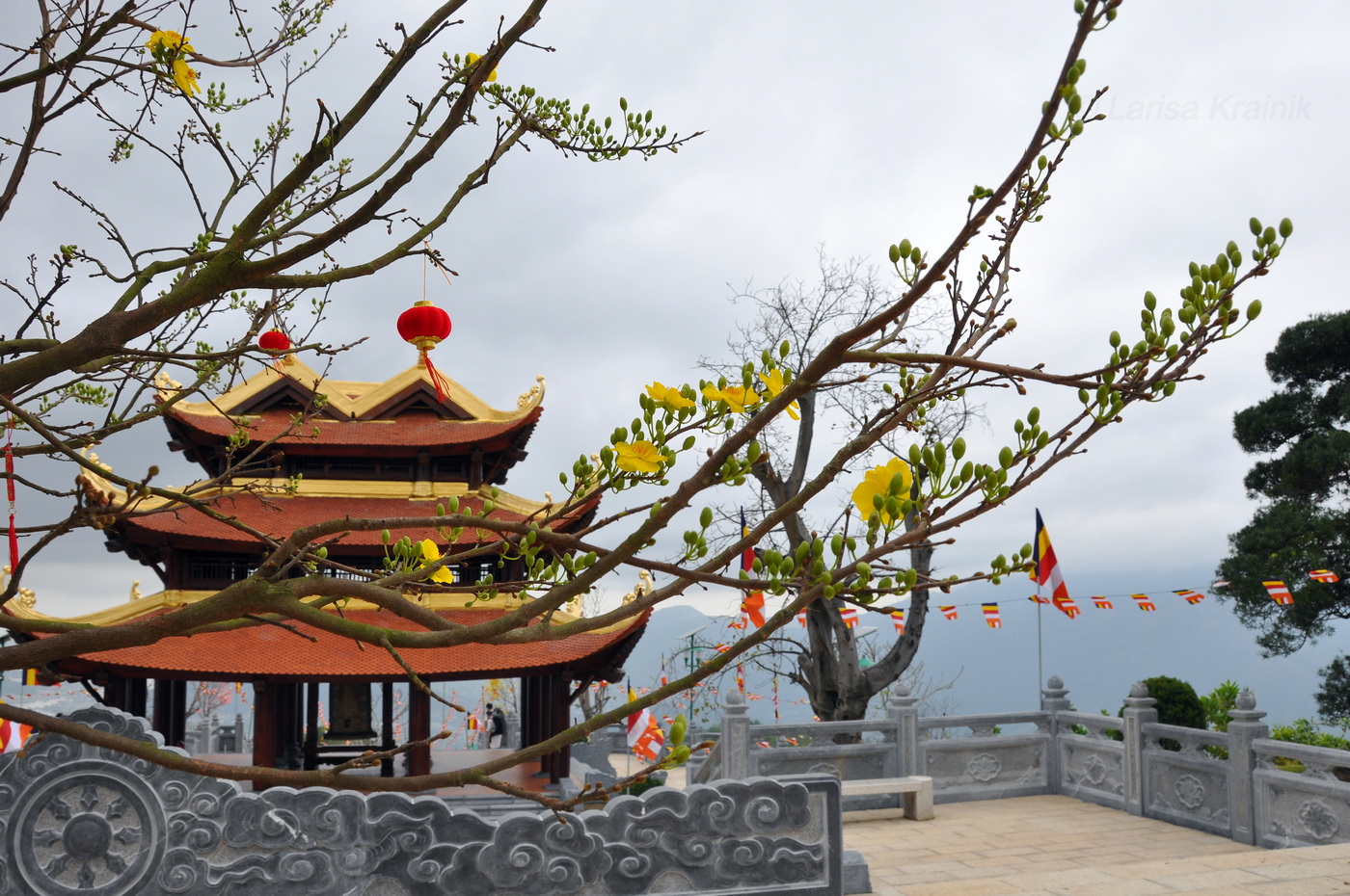 Изображение особи Ochna integerrima.