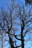 View full-size image Quercus robur