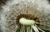 род Taraxacum