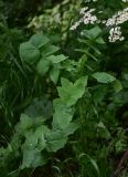 View full-size image Sonchus oleraceus
