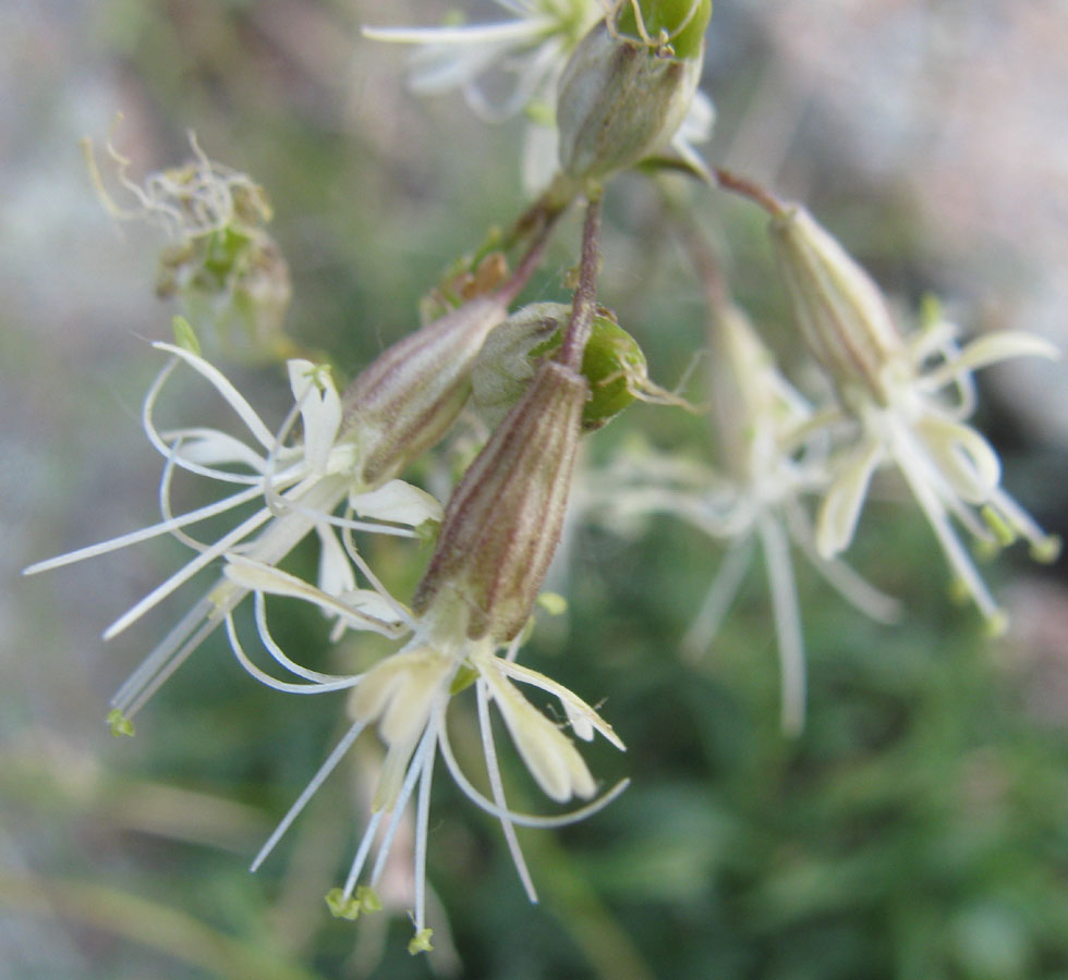 Image of Silene stylosa specimen.