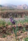 род Gladiolus. Цветущее растение (предположительно Gladiolus atroviolaceus). Западный Иран, пров. Западный Азербайджан, на склоне холма на западном берегу озера Орумие (Урмийе). Май 1999 г.