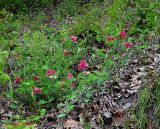 Lathyrus undulatus. Цветущее растение. Крым, в горах между Приветным и Белогорском. 12 мая 2011 г.