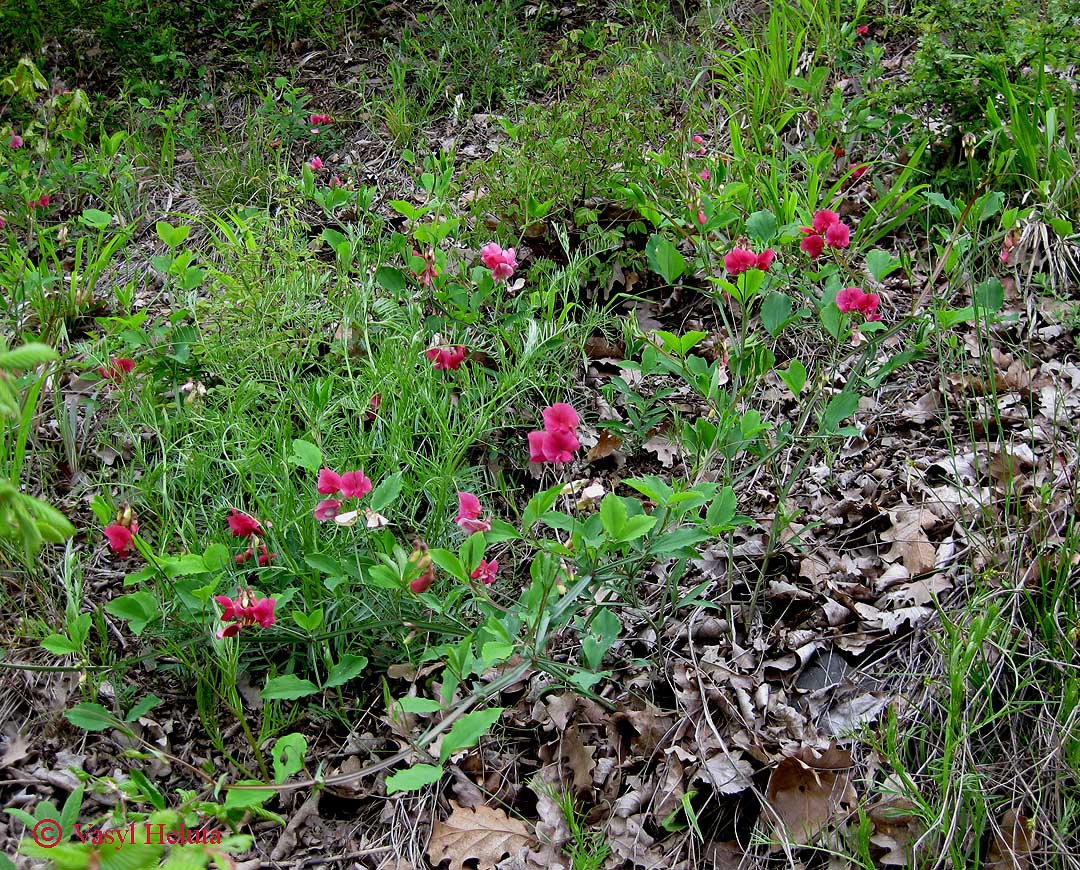 Image of Lathyrus undulatus specimen.