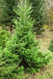 Abies sibirica