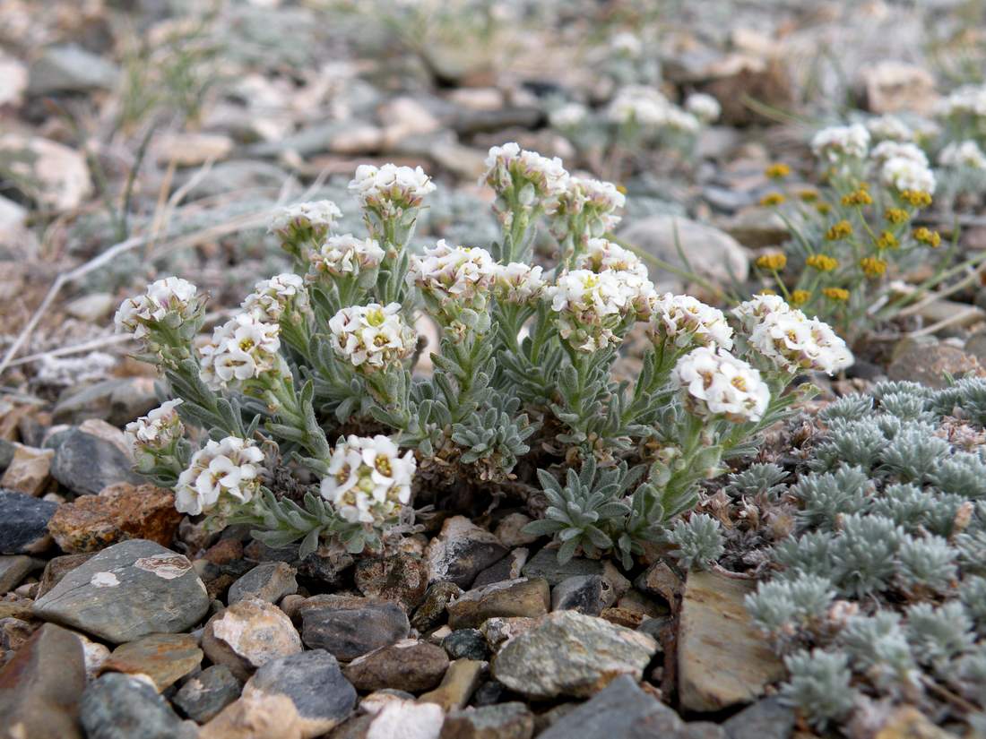 Изображение особи Ptilotrichum canescens.