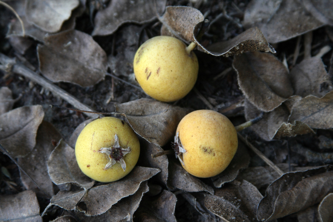 Изображение особи Pyrus turcomanica.