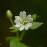 Myosoton aquaticum