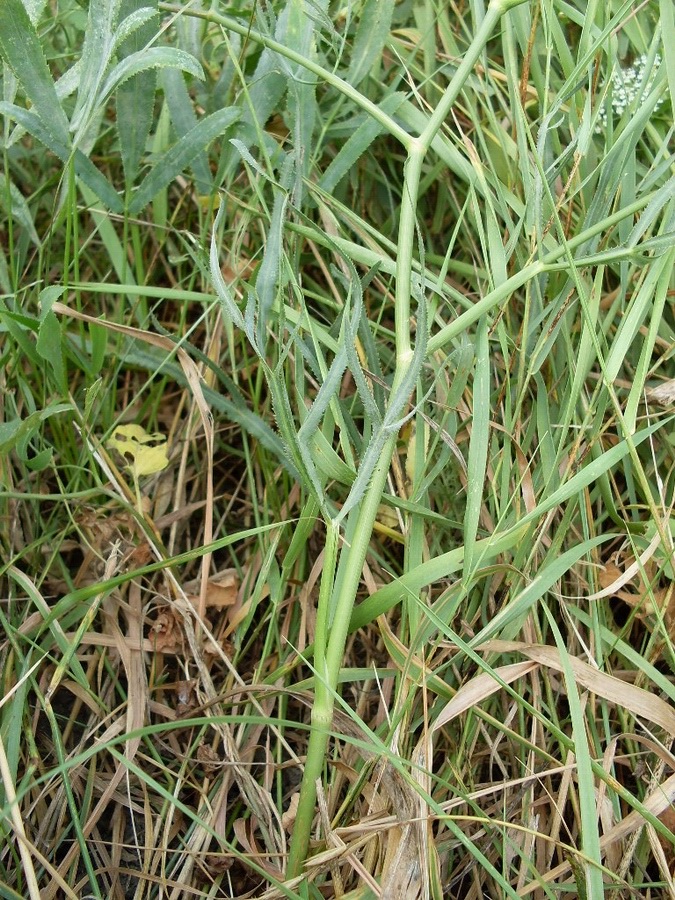 Image of Falcaria vulgaris specimen.