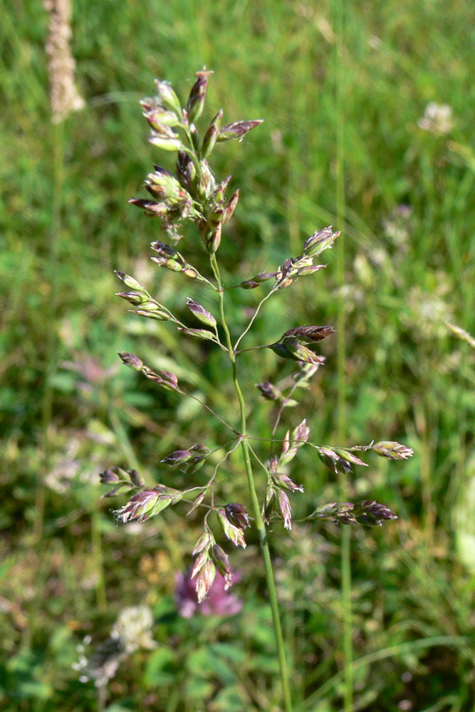 Image of genus Poa specimen.