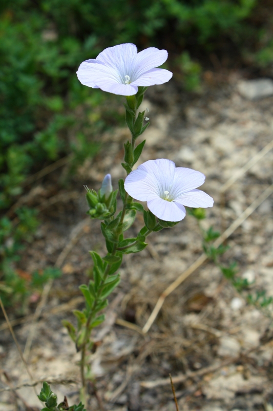 Изображение особи Linum lanuginosum.