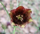 Fritillaria ruthenica