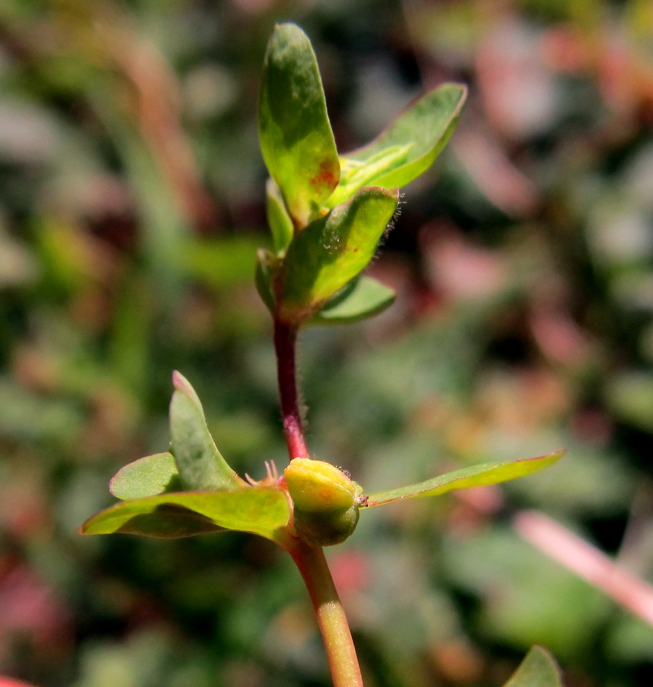 Изображение особи Euphorbia peplus.