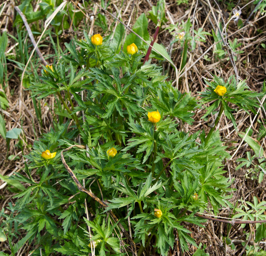 Изображение особи Trollius asiaticus.