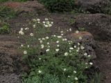 Potentilla inquinans