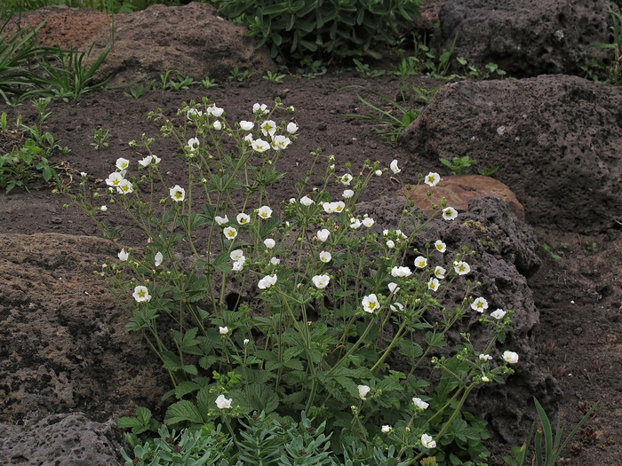 Image of Potentilla inquinans specimen.