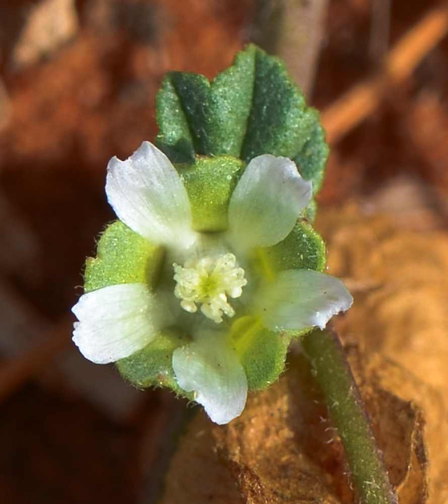 Image of Malva parviflora specimen.