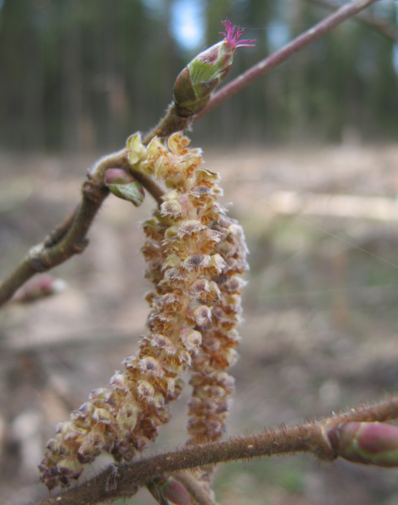 Image of Corylus avellana specimen.