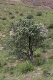 Crataegus pontica. Цветущее растение на горном склоне. Южный Казахстан, ущелье Машат. 05.05.2012.