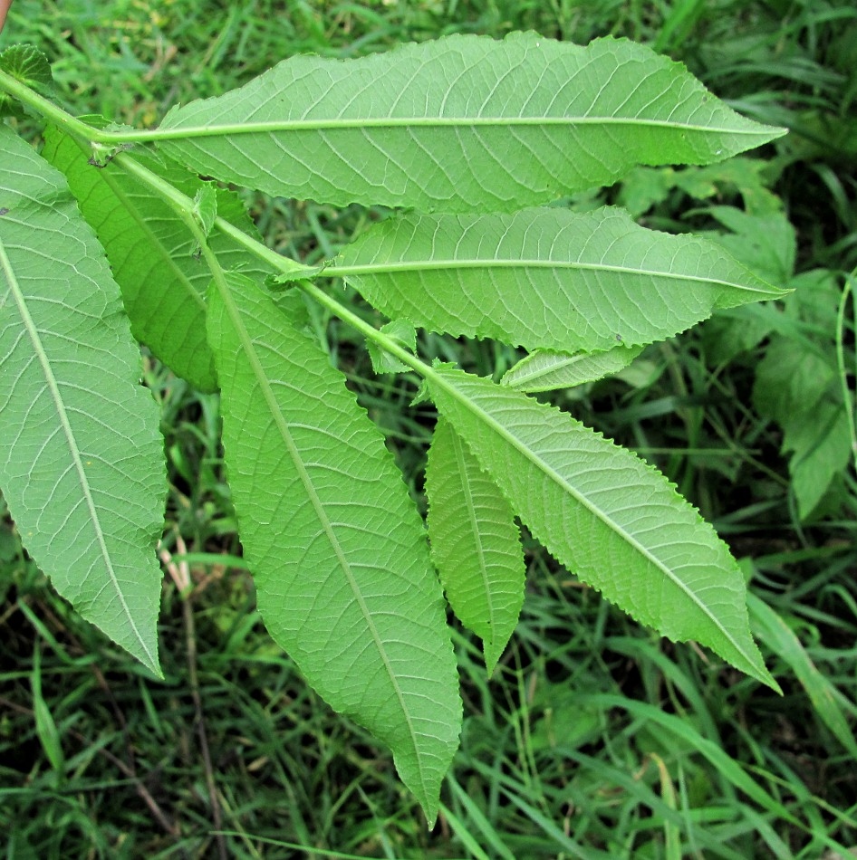 Image of Salix myrsinifolia specimen.