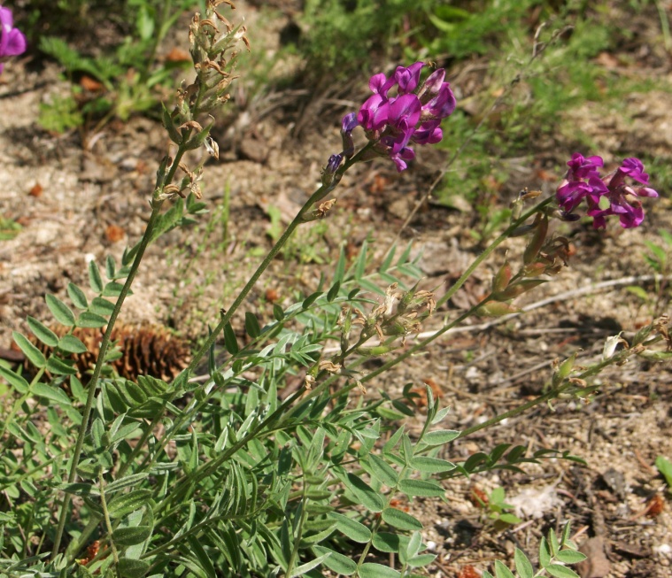 Image of Oxytropis uralensis specimen.