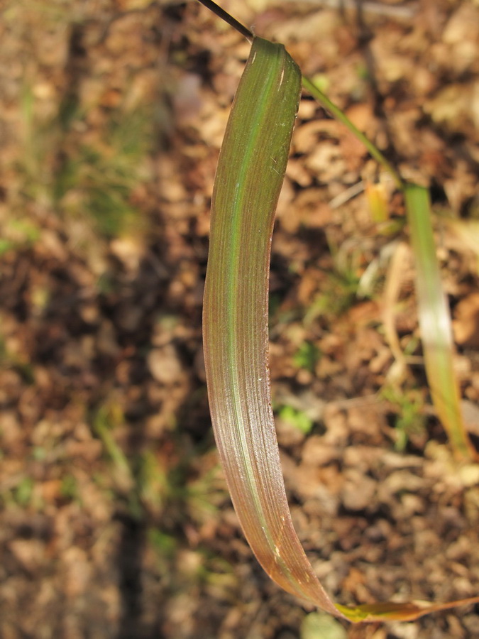 Image of Achnatherum pekinense specimen.