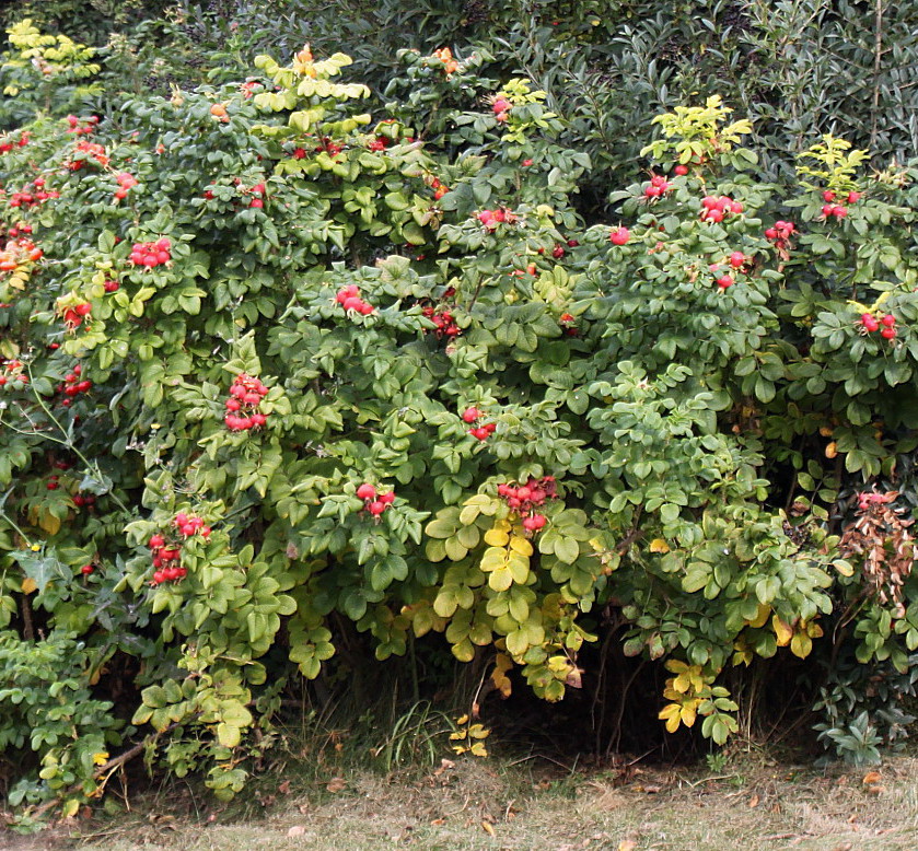 Image of Rosa rugosa specimen.