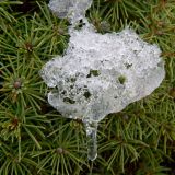 Picea glauca. Хвоя, покрытая льдом (культивар 'Conica'). Украина, г. Кривой Рог, ботанический сад. Январь 2013 г.