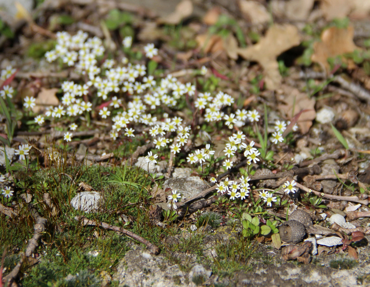 Изображение особи Erophila praecox.