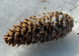 Picea abies. Опавшая вызревшая шишка в снегу. Подмосковье, окр. г. Одинцово, ельник. Март 2013 г.