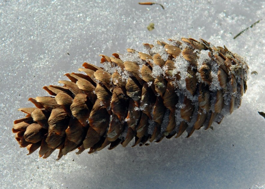 Image of Picea abies specimen.