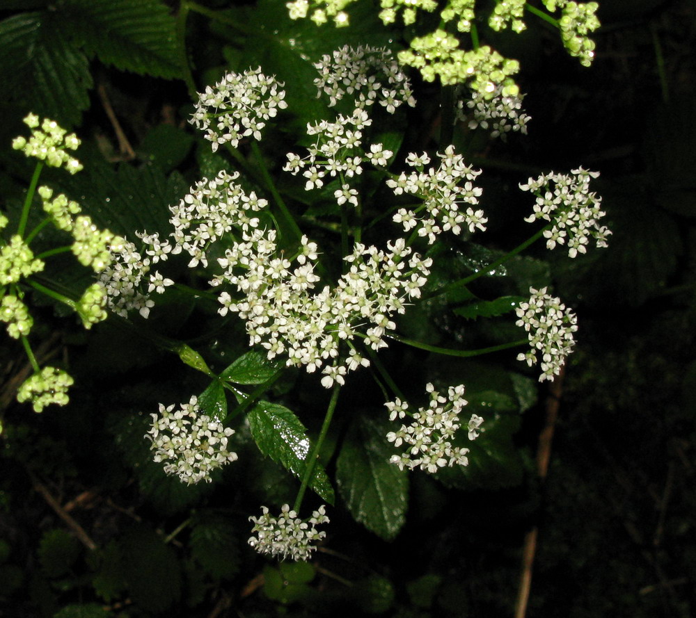 Image of Aegopodium latifolium specimen.