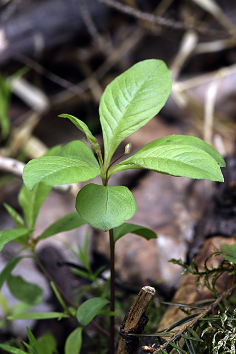 Изображение особи Trientalis europaea.