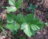 Rubus saxatilis