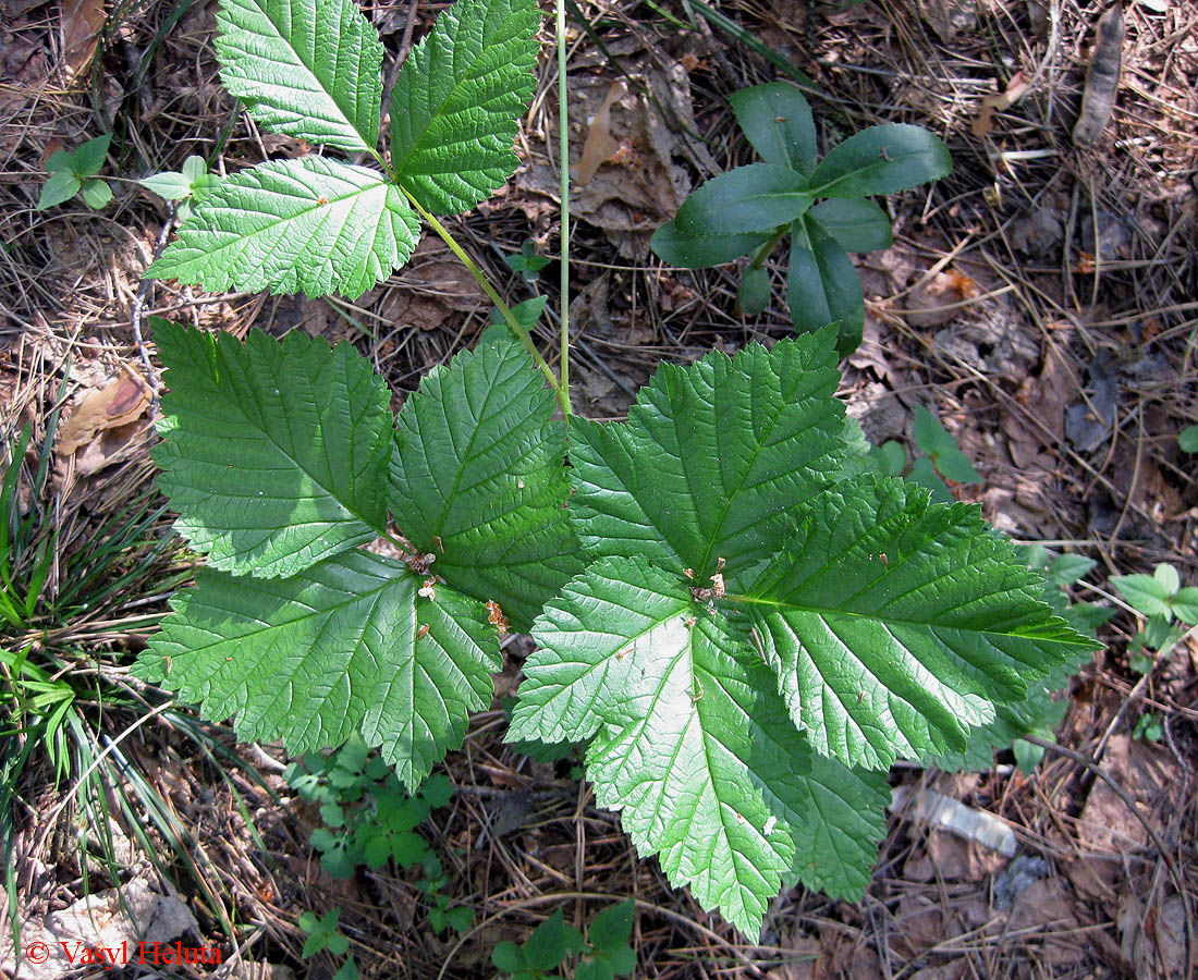 Image of Rubus saxatilis specimen.