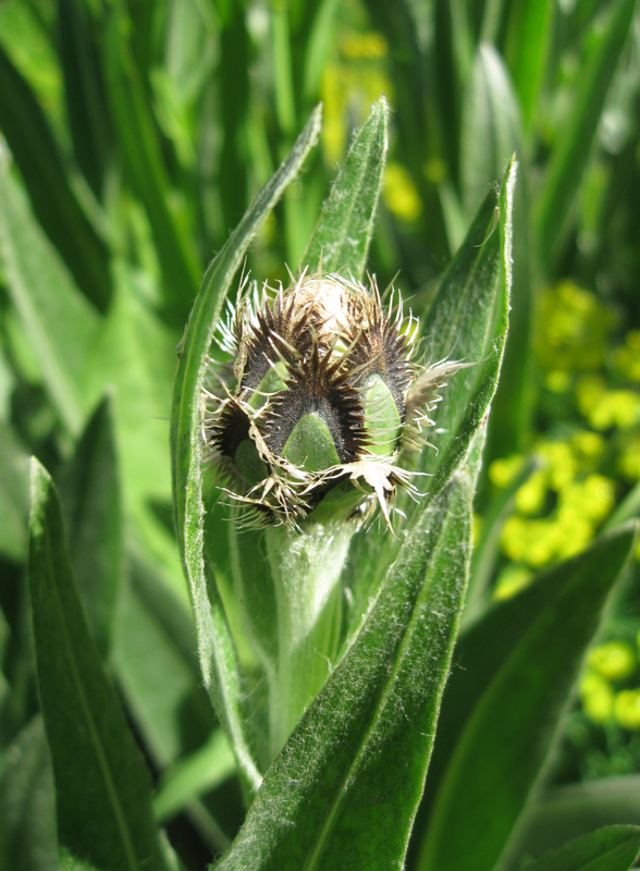 Image of Centaurea triumfettii specimen.