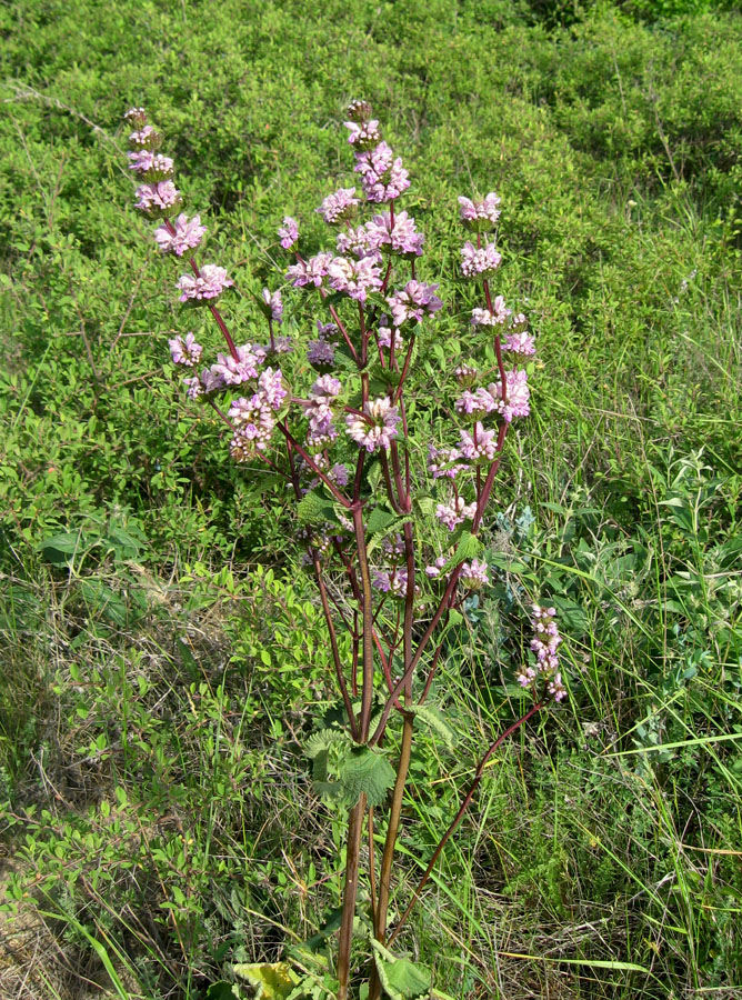 Изображение особи Phlomoides tuberosa.