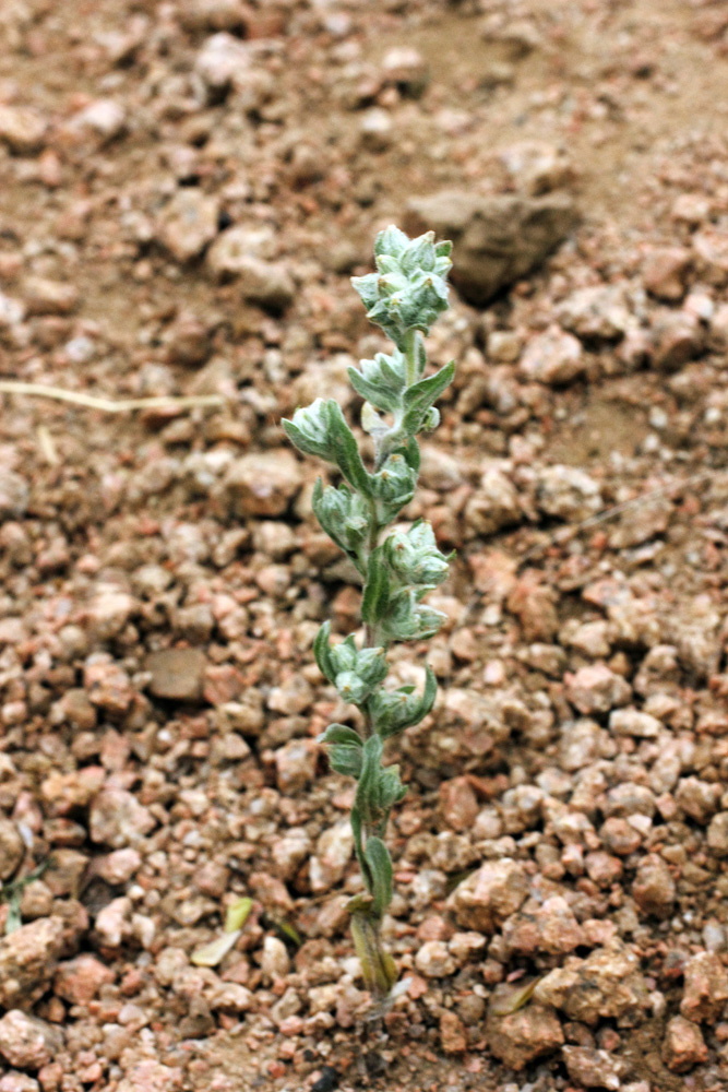 Image of Filago arvensis specimen.