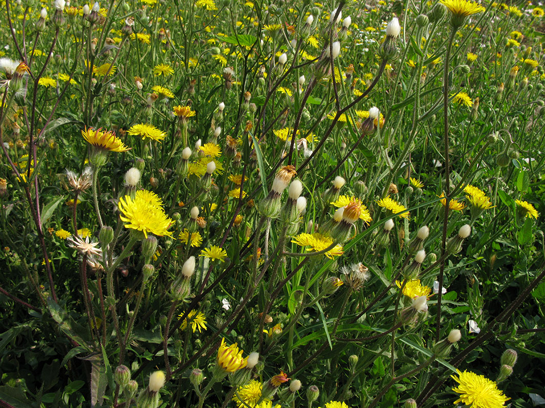 Изображение особи Crepis rhoeadifolia.