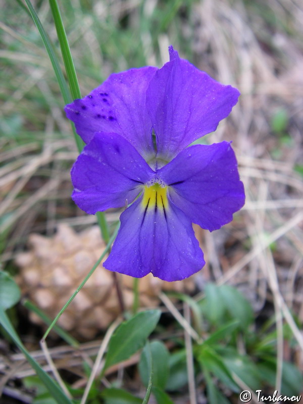 Image of Viola oreades specimen.