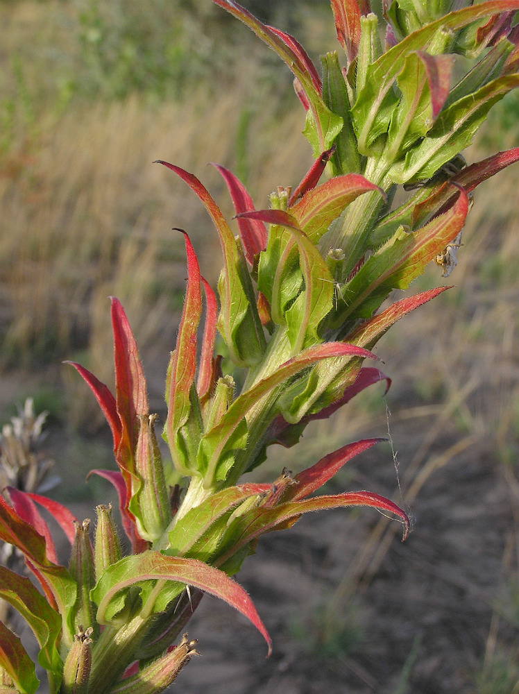 Изображение особи Oenothera biennis.