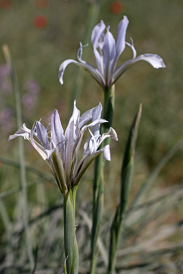 Image of Iris songarica specimen.